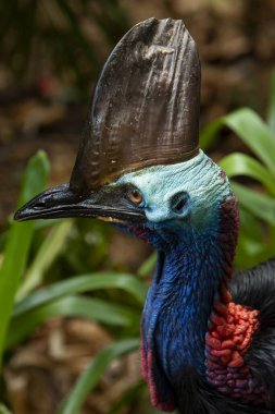 close up on colourful Cassowary Bird face, crane and long eyelashes North Qld