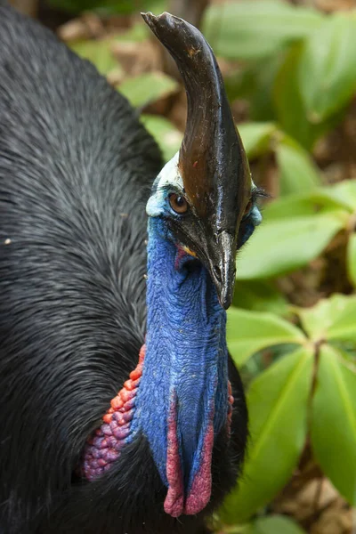 Primer plano en colorido Cassowary Cara de pájaro, grúa y pestañas largas Qld Norte — Foto de Stock