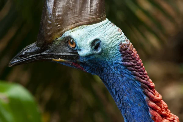 Primer plano en colorido Cassowary Cara de pájaro, grúa y pestañas largas Qld Norte — Foto de Stock