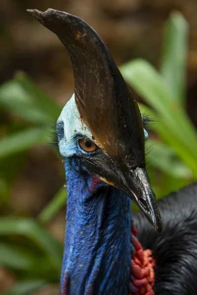 Close up on colourful Cassowary Bird face, crane and long eyelashes North Qld — Stock fotografie