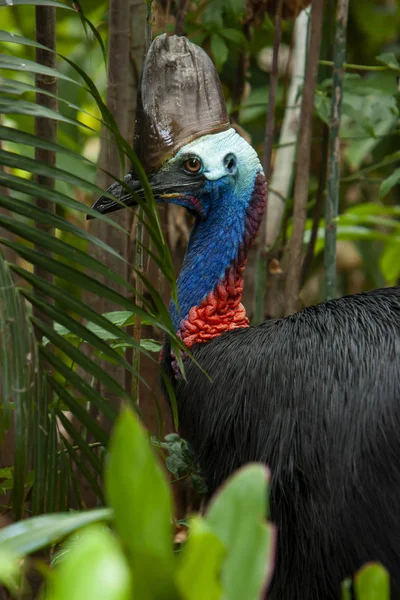 Primer plano en colorido Cassowary Cara de pájaro, grúa y pestañas largas Qld Norte — Foto de Stock