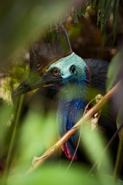 Primer plano en colorido Cassowary Cara de pájaro, grúa y pestañas largas Qld Norte — Foto de Stock