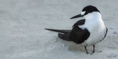 Sooty tern kuşu, Onychoprion fuscatus deniz kuşu, kumlu bir kumsalda duruyor, kopya uzayı olan seçici odak noktası, Lord Howe Adası, New South Wales, Avustralya