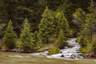 Gallatin Nehri, Amerika Birleşik Devletleri 'nin Montana eyaletindeki Custer Gallatin Ulusal Ormanı' ndaki çam ağaçları arasında beyaz su akıntıları oluşturdu.