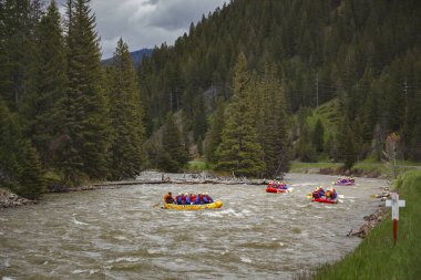 Montana, ABD - 20 Haziran 2011: Montana Whitewater Rafting botları grubu Gallatin Nehri boyunca kürek çekiyor, Montana 'da