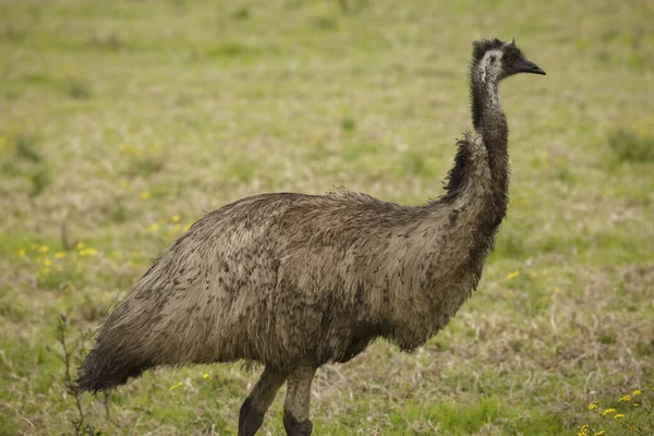 Australia Wild Emu Encontró Caminando Tierras Cultivo Cerca Enfoque Selectivo — Foto de Stock