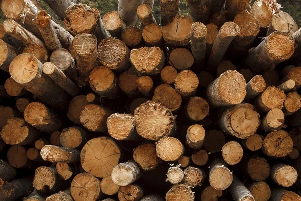 砍伐的松树树堆积如山 显示出每年的生长年轮 木料来自卡斯特坎普家地 卡斯特加拉廷国家森林 蒙大拿州 乌萨州 — 图库照片