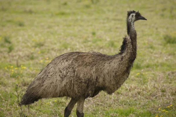 Australia Wild Emu Found Walking Farmland Close Selective Focus Grass Stock Picture
