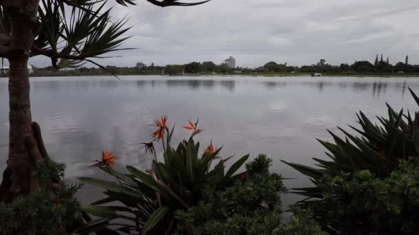 zaplavené vody Gold Coast, Austrálie, rajské květiny se zaplavenými vodami