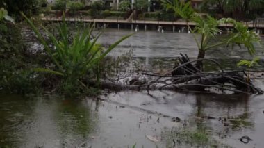 Sel, Gold Coast, Queensland, Avustralya 'da sürekli yağan şiddetli yağmurdan kaynaklanıyor.