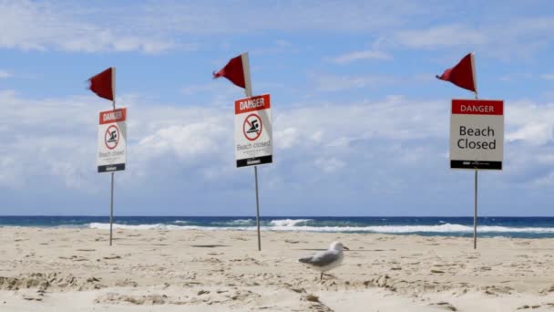 Surfare Paradise Australien April 2020 Strand Stängd Covid Virus Strand — Stockvideo