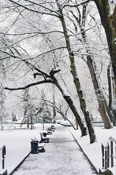 Winter in the city, park is covered in white snow. White benches and trees along the road. Photo