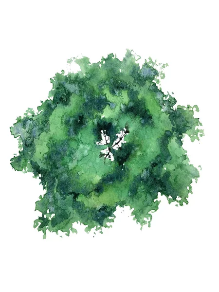 낙엽수의 꼭대기 — 스톡 사진