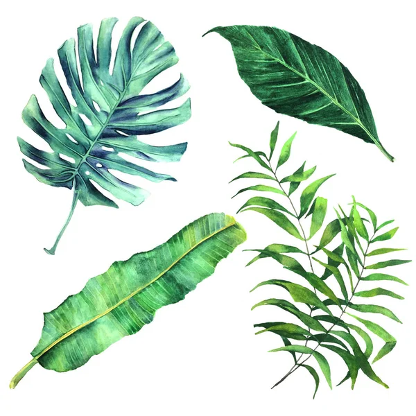 Conjunto de folhas de palma tropical — Fotografia de Stock