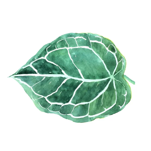 하얀 부분에 정맥 이 있는 장식적 인 열 대 잎 — 스톡 사진