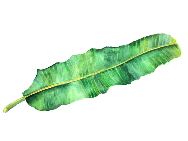 Watercolor single leaf Banana — Stockfoto