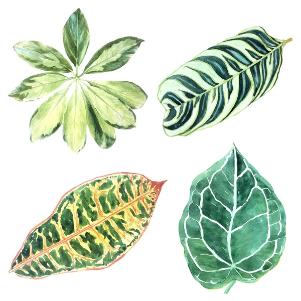 Ilustração botânica de várias folhas variegadas tropicais iso — Fotografia de Stock