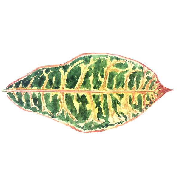 Декоративный тропический лист с цветными венами, изолированными на белом — стоковое фото