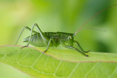 Yeşil yaprağın üzerindeki genç çekirge