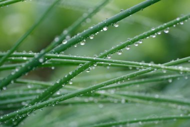 Çiyli yeşil çimenler