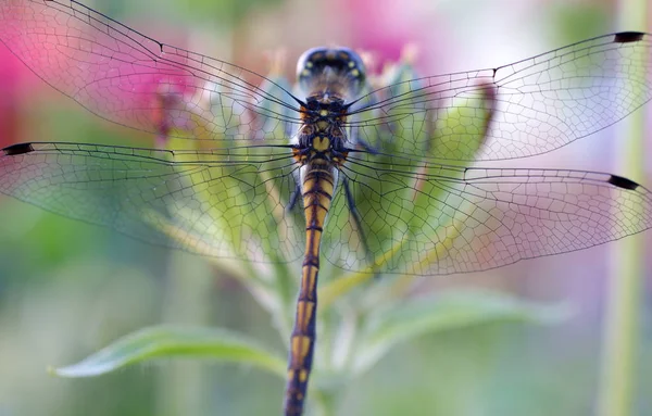 Großaufnahme Libelle Mit Transparenten Flügeln — Stockfoto