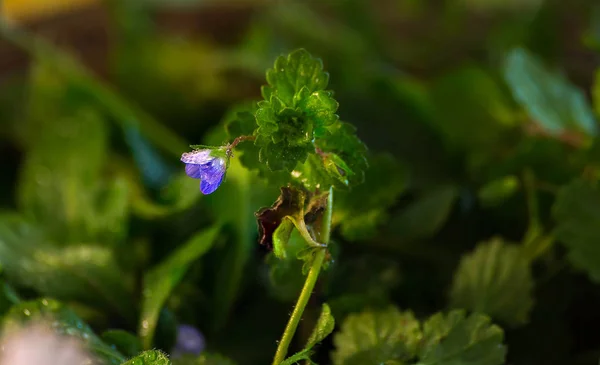 朝の花 雨の後の野の花 — ストック写真