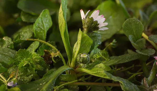 Sabah çiçekleri. Yağmurdan sonra kır çiçekleri