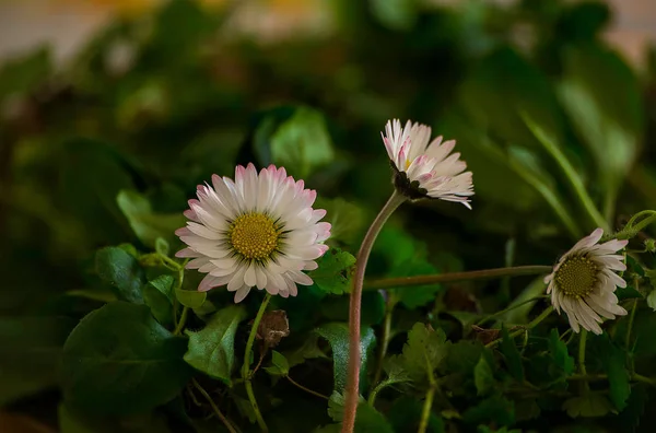 Sabah çiçekleri. Yağmurdan sonra kır çiçekleri