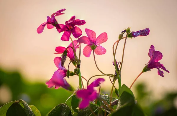 Sabah çiçekleri. Yağmurdan sonra kır çiçekleri