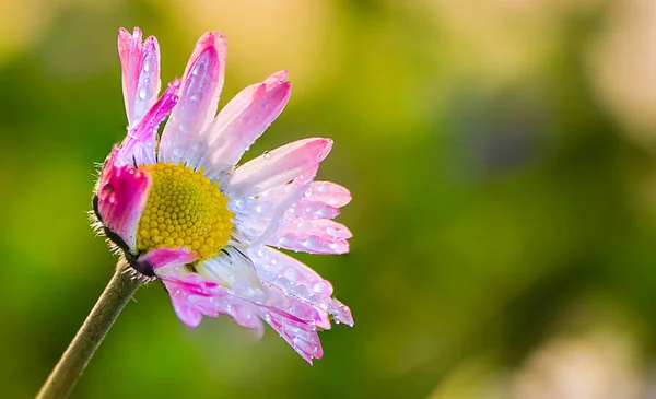 Sabah çiçekleri. Yağmurdan sonra kır çiçekleri