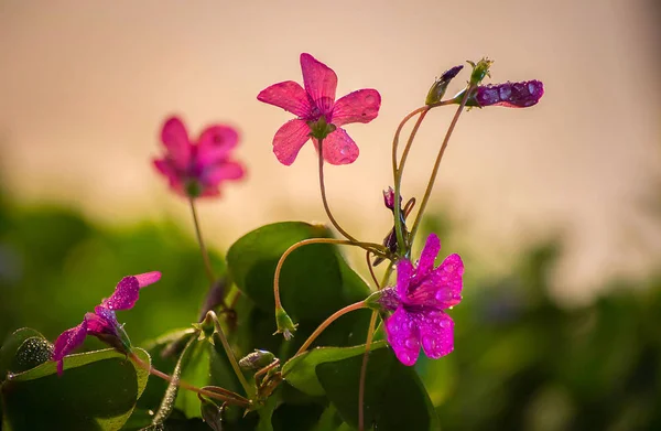 Sabah çiçekleri. Yağmurdan sonra kır çiçekleri