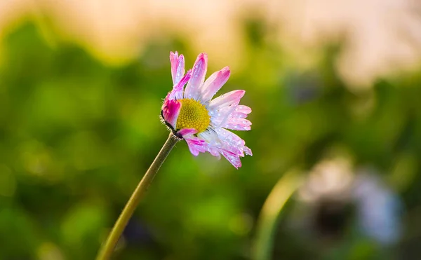 Morning Flowers Wildflowers Rain — Stock Photo, Image