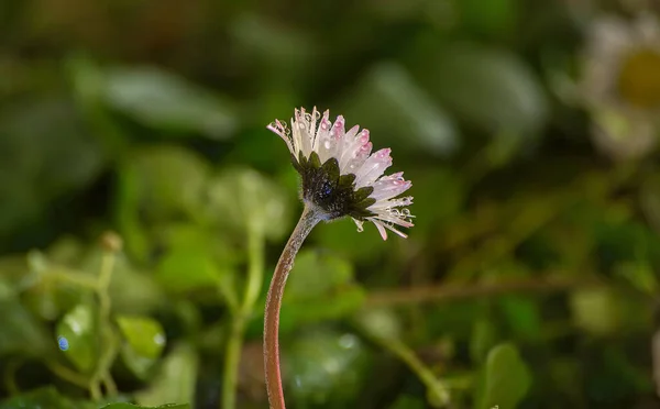 Sabah çiçekleri. Yağmurdan sonra kır çiçekleri