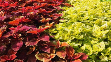 Sonbaharda yeşil ve kırmızı yapraklar