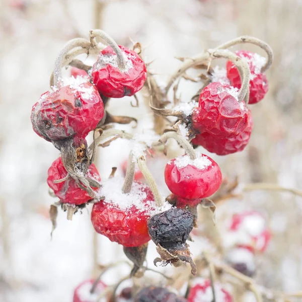 Branch of frozen dog-rose in a winter.  Red rosehip berries covered with snow looks like the heart