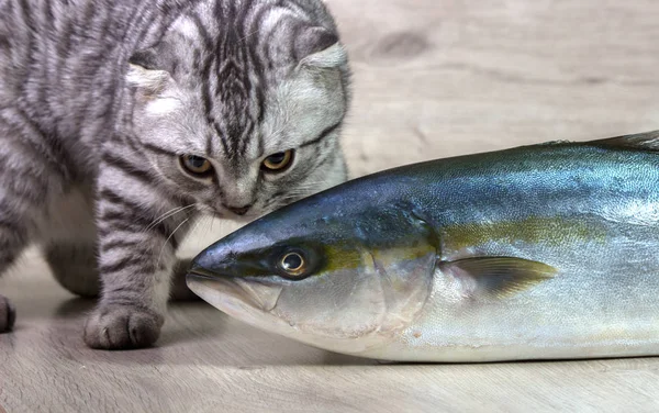 British chat embrasse thon poisson — Photo