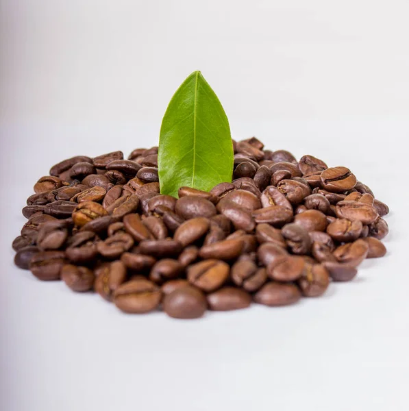 Koffiebonen geïsoleerd — Stockfoto