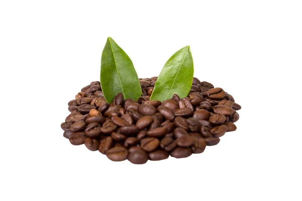 Koffiebonen geïsoleerd — Stockfoto