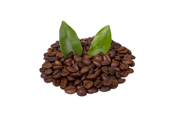 Koffiebonen geïsoleerd — Stockfoto