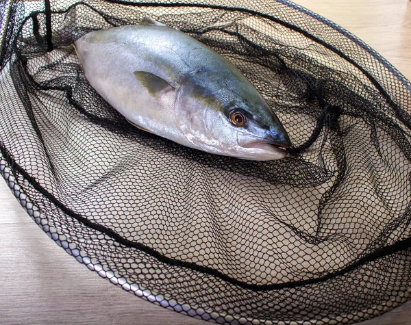 Fisch frisch. Thunfisch. — Stockfoto