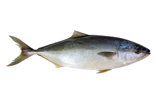 Ryby čerstvé. tuňák. — Stock fotografie