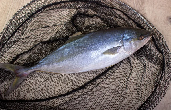 Tuna in a net. — Stock Photo, Image