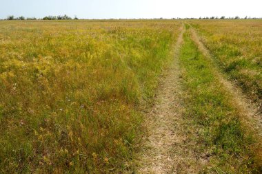  Vahşi yol yeşil alan
