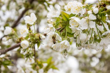 Arı polen ağaçta toplar.