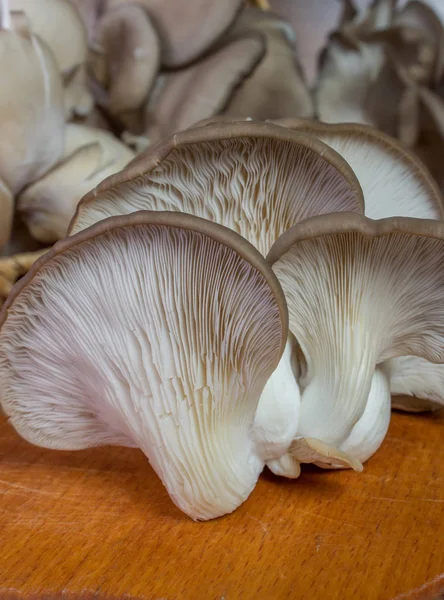 Fresh oyster mushroom on the board