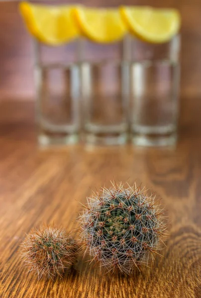 两个小小的仙人球，用龙舌兰酒 — 图库照片