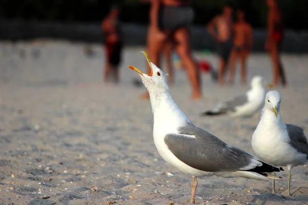 Seagulls on beach sand — Stock Photo, Image