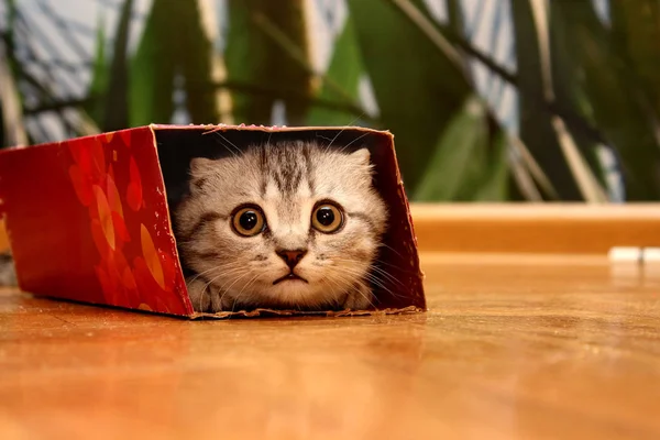 Schottisches Kätzchen guckt in die Box. — Stockfoto