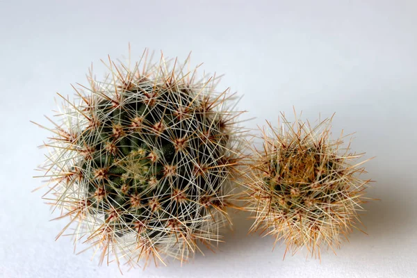 Sidovy av blommande kaktusar. Selektivt fokus på kaktus, omgiven av många långa transparenta och vita spines. — Stockfoto