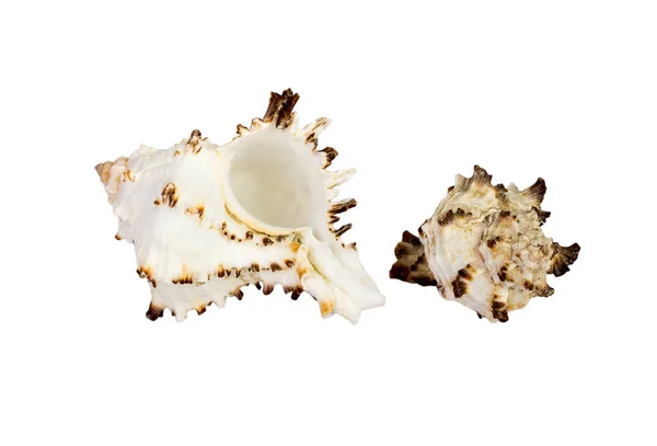 在白色背景上孤立的老海贝壳 — 图库照片